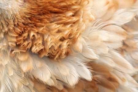 Wavy ginger color feathers, chicken feathers background texture.