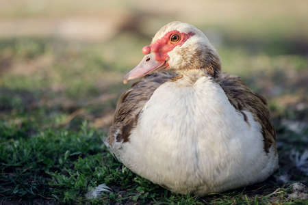 Male brown muscovy duck with a red bumpy patch of flesh by its eyes and bill, rest on green grass in rural garden.の写真素材