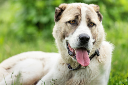 Friendly  Central Asian Shepherd dog profile portrait in the light green shining grass backgroundの写真素材