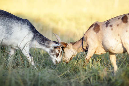 The gray goat with its horns fights the brown for dominance in the herd.の写真素材