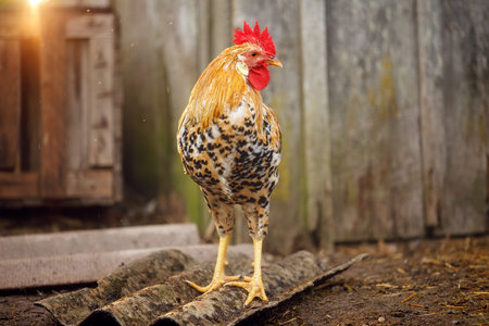 Portrait of a male chicken or rooster with beautiful orange feathers bright red comb with a blurred...