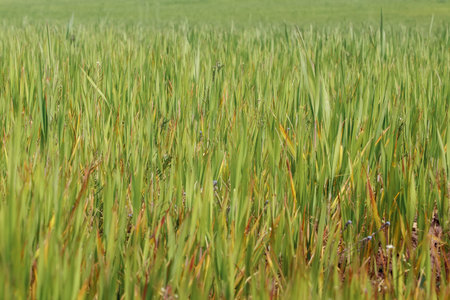 Beautiful yellow green crop field in spring, abstract natural eco seasonal floral background....