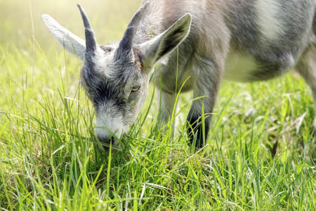 Sunny summer day gray goat with horns eats green grass. Free-range goat grazing on a small rural organic dairy farm.の写真素材