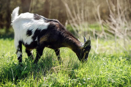 Goat with a black front and a white end grazes on a green meadow near the forest and eats grass.の写真素材