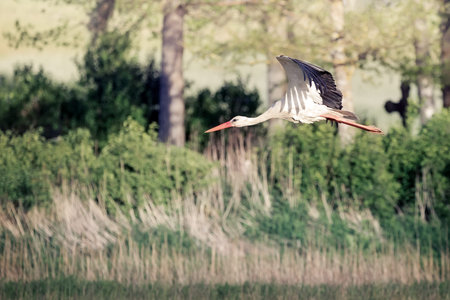 A white stork with wide wings flies near the forest. Best-known legend about stork is the story of...