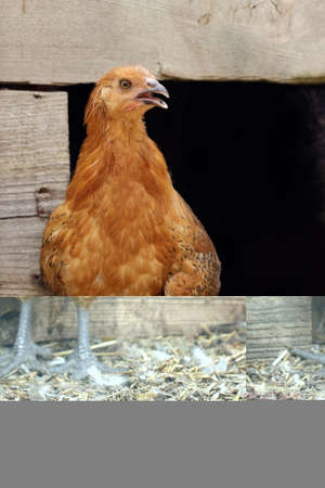 Chicken portrait in a farm at summer time, the bird stands near the entrance to the henhouse as if...