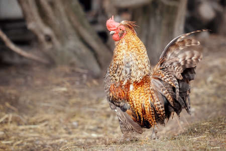 Portrait of a golden brown colour rooster with bright red crest and  beautiful long feathers in farm background.の写真素材