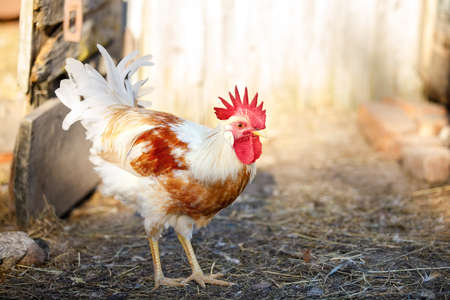 Portrait of a young rooster walking in a rural yard on a sunny day. White and orange colour cock in farm yardの写真素材