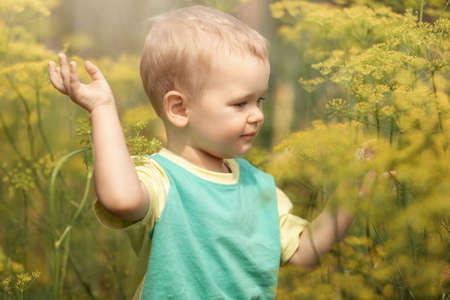 A little boy in the garden walks among the large, yellow dill plants.の写真素材
