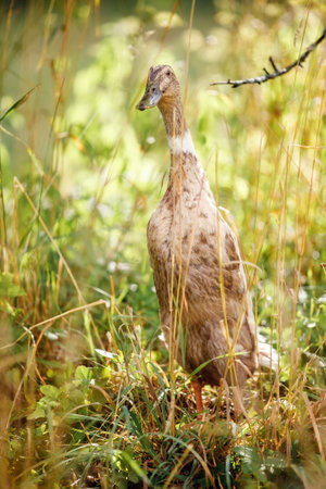 Indian runner, a popular breed of ducks in the summer garden. Cute ducks with upright walking.の写真素材