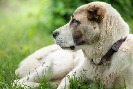 Friendly  Central Asian Shepherd dog profile portrait in the light green shining grass backgroundの写真素材