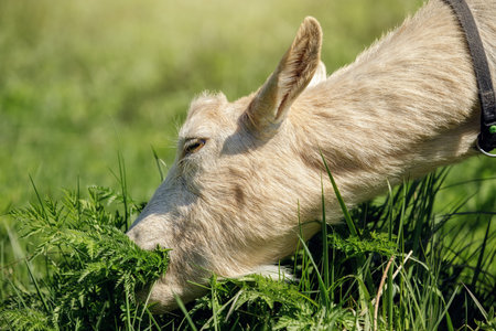 Beige goat greedily eats fresh juicy grass. Free-range goat grazing on a small rural organic dairy farm.の写真素材