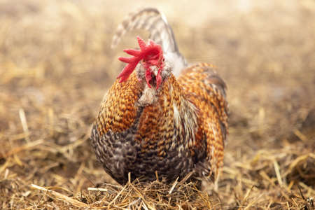 Small, golden rooster scramble in the straw, a blurred brown backgroundの写真素材