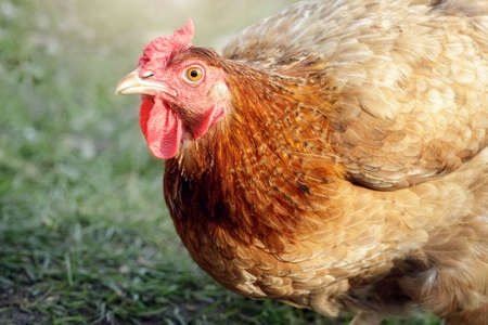 Close-up of an organically raised, free range hen, with grass in the background.の写真素材