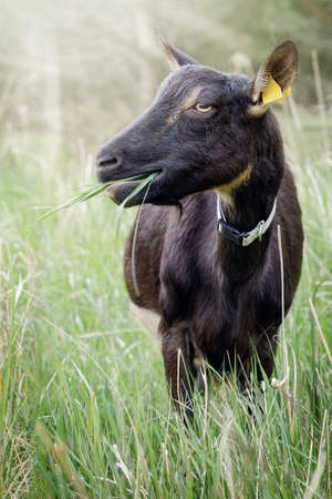 Vertical photo of a black goat from the front with grass in its mouth. Summer noon, sunlight rays in the meadow.の写真素材