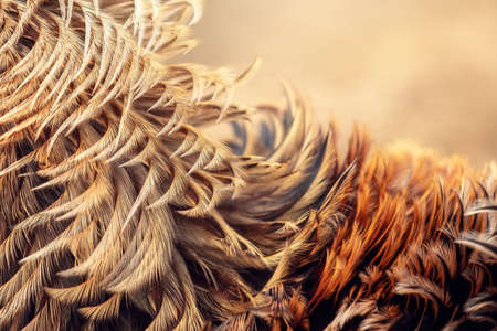Background of very beautiful golden and glowing rooster feathersの写真素材