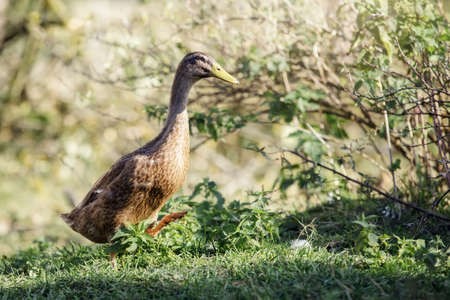 Domestic duck, Indian Runner or Anas platyrhynchos domesticus with a long and slim body, with fawn plumage, walking nearly upright on green herbの写真素材