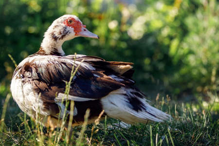 Female brown duck with a red bumpy patch of flesh by its eyes and bill is standing on green grass with blurred shrubs in the background.の写真素材