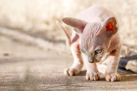 Cute Canadian sphynx cat walks on a concrete pathway. A sad hairless kitten in house foundation background . Concept, pet love, animal life, cats breeding, enjoy freedomの写真素材