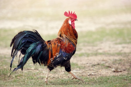 A colorful and beautiful or rooster bird moving free in nature on a field of a poultry farm