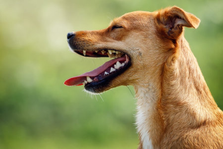 Happy ginger dog portrait from side with an open mouth, showing tongue and teeth. Concept, pets...