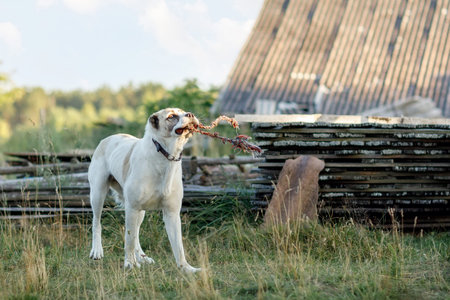 Asian shepherd the dog, in the village yard, play and biting the rope.の写真素材