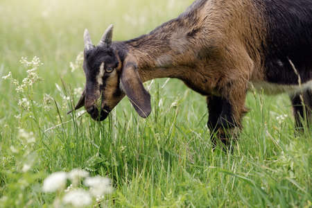 A young dark brown goatling eats juicy spring grass in a meadow rich in various plants.の写真素材