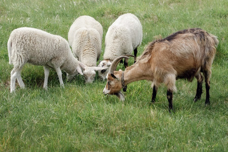 In the green meadow, three white sheep and one brown and horned goat eat friendly grass. Domestic...