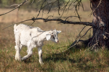 Lost in the woods a white little sad goatling with little horns, looking for his mother.の写真素材