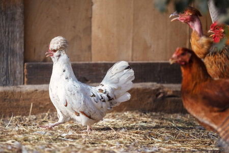 The white hen walks like a commander on the straw in front of the other brown hens