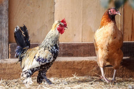 A small rooster and a brown hen in a henhouseの写真素材