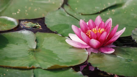 Beautiful Red water lily lotus flower and green leavesの写真素材