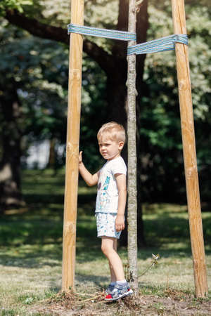 A little boy stands next to a small, recently planted tree in a city park.の写真素材
