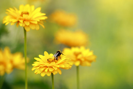 Group of echinacea flowers. Echinacea yellow flowers blooming. Echinacea used in alternative...