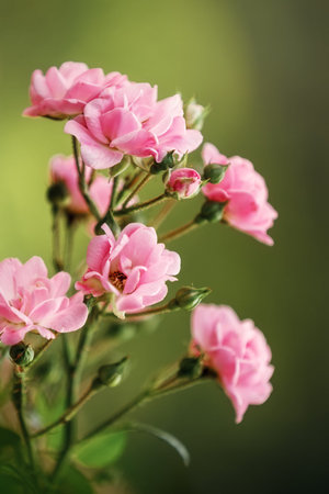 Beautiful Pink Polyantha Rose also known as Fairy Rose blooming in the garden. Vertical photo, dark...