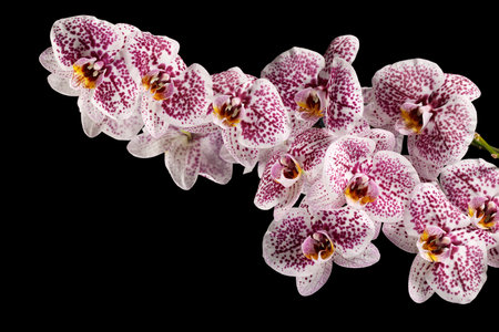 Branch of pink orchid on a dark backgroundの写真素材