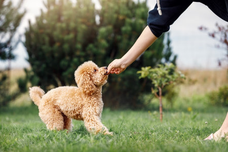 A girl is training her poodle on a green lawn. The puppy gets his prize.の写真素材
