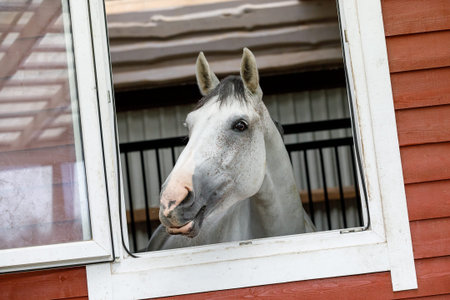 Beautiful silver color horse looking out of the stable window and smiling to us.の写真素材