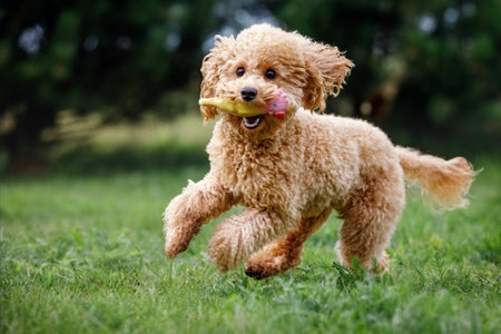 Apricot toy poodle frantically running towards the camera, very happy, playing, trained, on green grass in a park. Golden hair puppy biting a soft rubber toy in mouth. Poodle miniature.の写真素材
