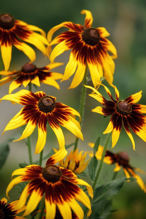 Bright yellow rudbeckia flowers also called Black Eyed Susan in the garden on summerの写真素材