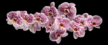Branch of pink phalaenopsis or Moth orchid from isolated on black background. Photo is suitable as a banner for a websiteの写真素材