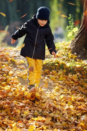 A cute boy in a sunny autumn park covered with a thick layer of yellow maple leaves going down from hill.の写真素材