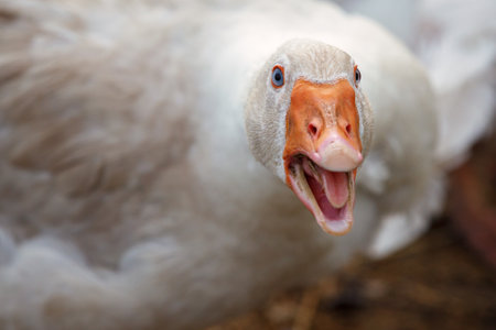 Beak and Face of White Goose. The duck is aggressive she is angry and hissingの写真素材