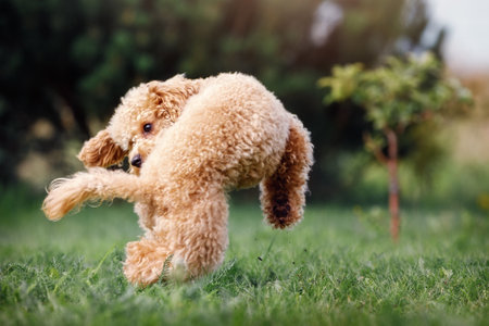 A little puppy of a peach poodle in a beautiful nature background happily running and jumping.. A fun photo of a naughty little dog, with free space for text.の写真素材