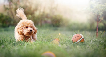 A very small beige poodle plays with a small rubber basketball ball on a sunny summer day. Horizontal, wide, blurred background with a sun rays and space for text. Picture can be used as a gift card.の写真素材