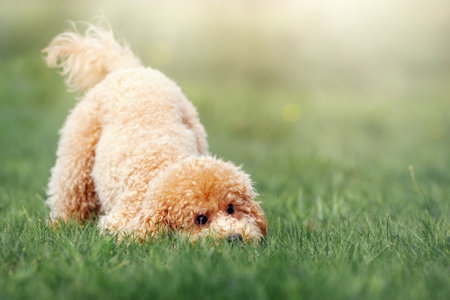 A cheerful and playful little poodle on a green sunny summer lawn. A cheerful dog, a sunny bright photo, lifts the mood, can be used as a gift card, there is free space to wish.の写真素材