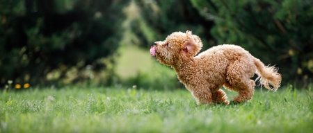 Little dog poodle flying fast on the grass. The dog bites a pink rubber toy. A panoramic photo suitable for a banner has free space for text.の写真素材