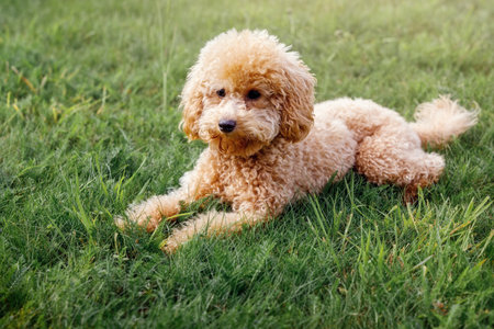 Mini toy poodle with golden brown fur on a green grass background.の写真素材