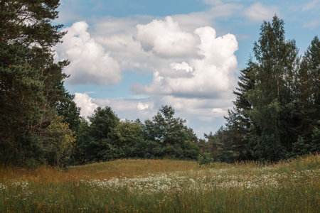 Beautiful, wild flowers meadow nature landscape with blue sky and cloudsの写真素材