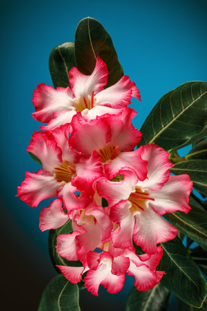 Adenium obesum (Desert Rose; Impala Lily; Mock Azalea) Blue turquoise background. There is free space for text, it can be used as a greeting cardの写真素材